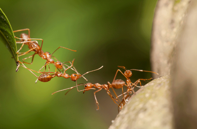 Ameisen bauen eine Brücke