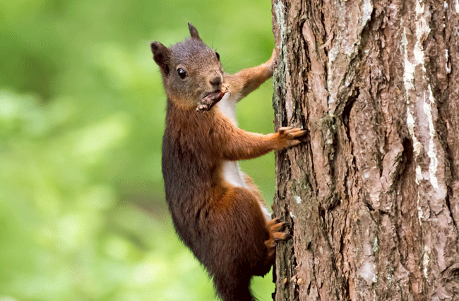 Eichhörnchen klettert mit Nuss einen Baum hoch, um sie für den Winter zu verstecken, symbolisch wie Firmen bei Personalengpässen an ihren Talenten festhalten.