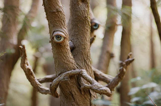 Bäume mit Augen, symbolisch für die Erweckung der Fantasie beim japanischen Waldbaden. Diese Praxis hilft dabei, die eigene Kreativität anzukurbeln und unterstützt bei der Lösungsfindung.