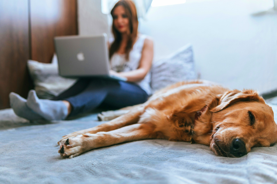 Une femme en télétravail, son chien couché au premier plan