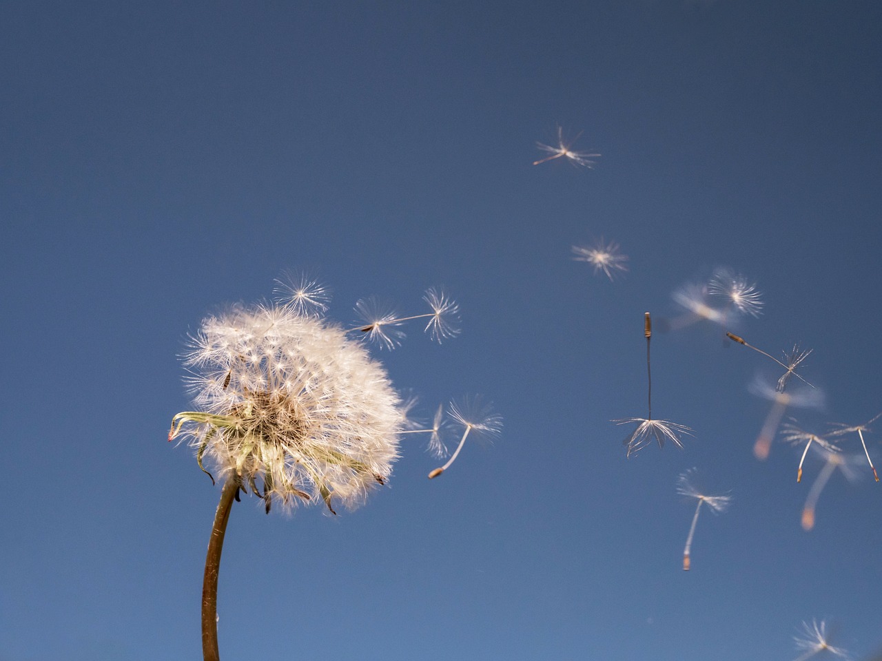 Pusteblume