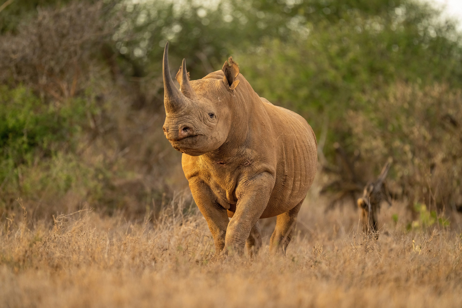 Un rhinocéros