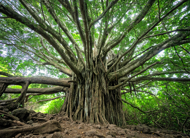développement_brandon-green_unsplash.jpg