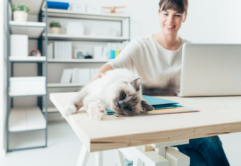 Chat_bureau.jpg