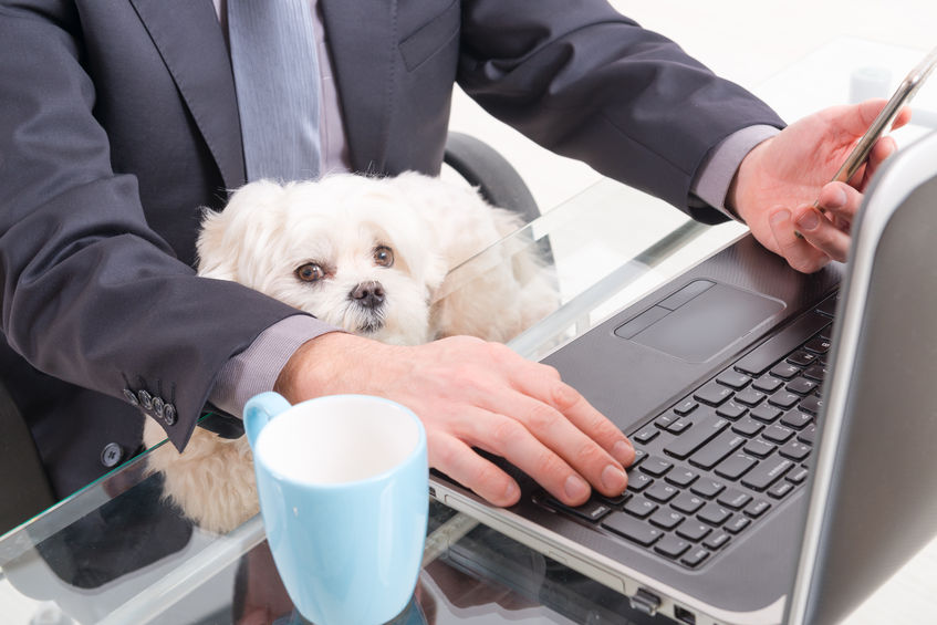 Chien_bureau.jpg