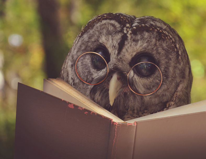 Eule_lesen_Buch_123rf.jpg