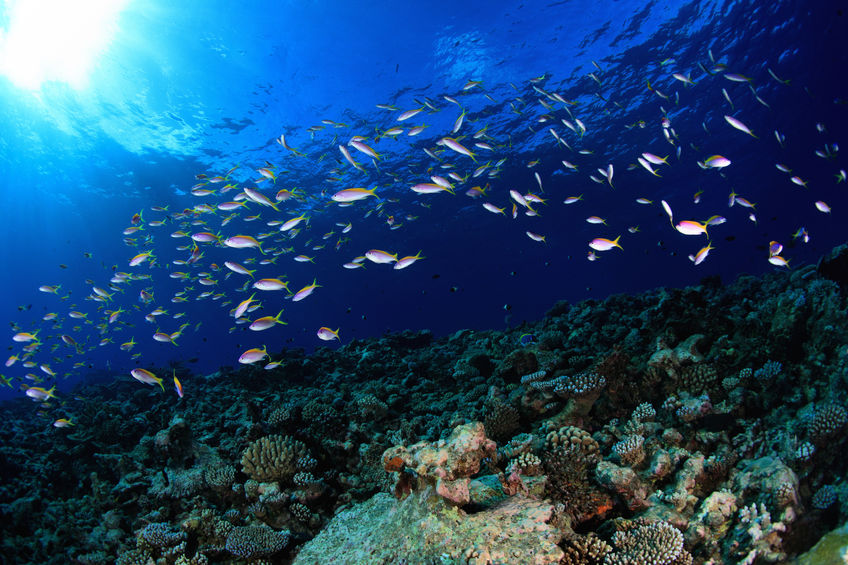 Fische_123RF.jpg