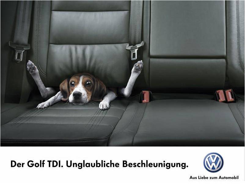 Hund.jpg
