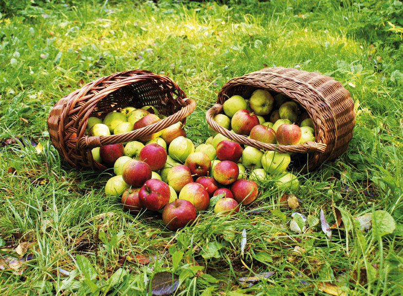 S.23_Apfel-Koerbe.jpg