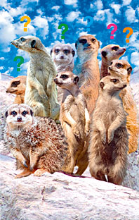 S.28_Erdmännchen_05_08.jpg
