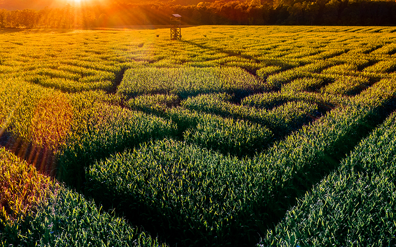 iStock-858091290_.jpg
