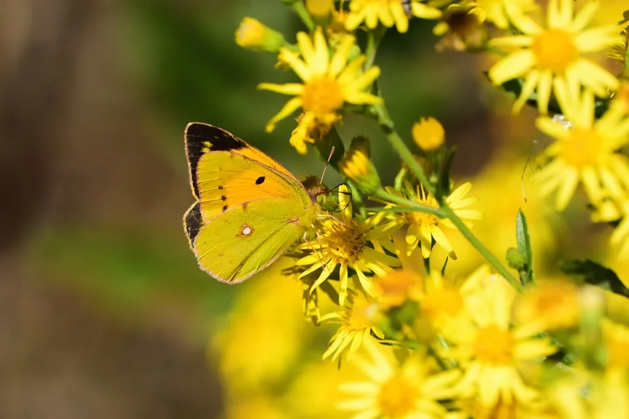 Un papillon qui butine