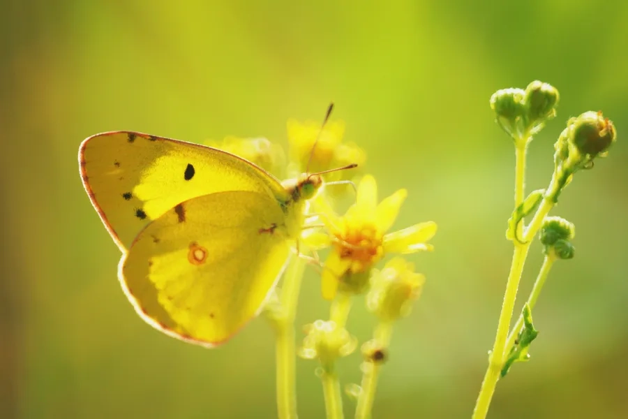 Un papillon dans des fleurs sauvages