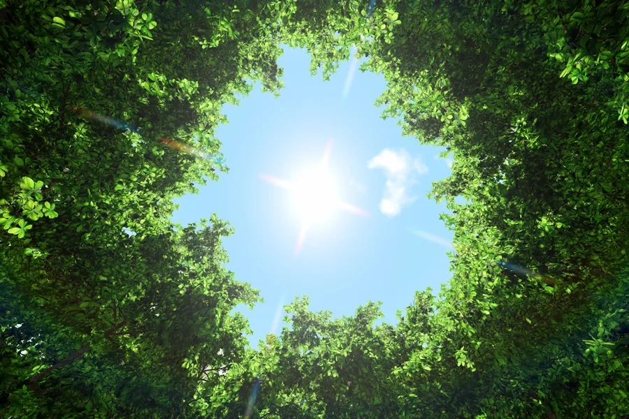 Vue du ciel depuis une forêt