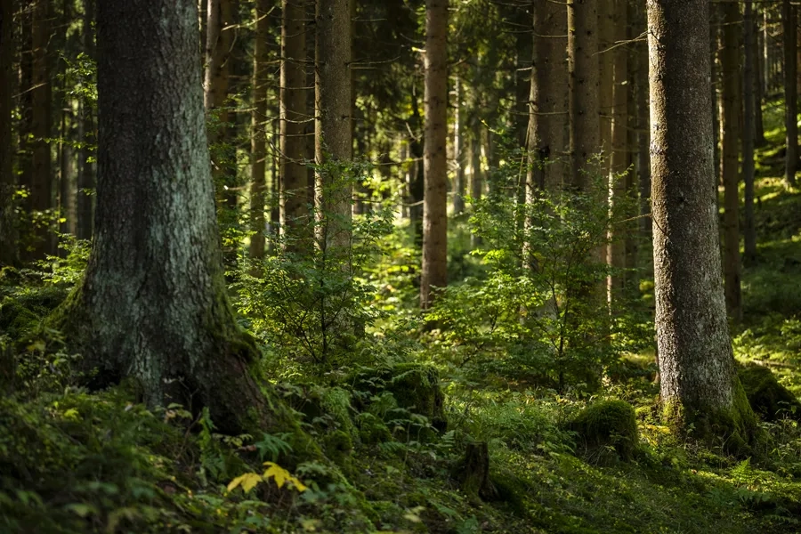 Une forêt baignée de lumière