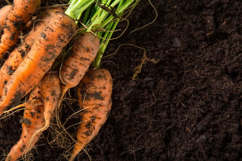 Karotte-4.jpg